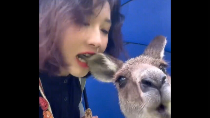 "Awkward Moments of Animals"