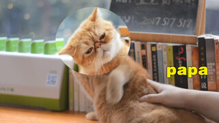 [Hewan] Saat kau tiba-tiba memukul bagian bawah kucing yang tertidur