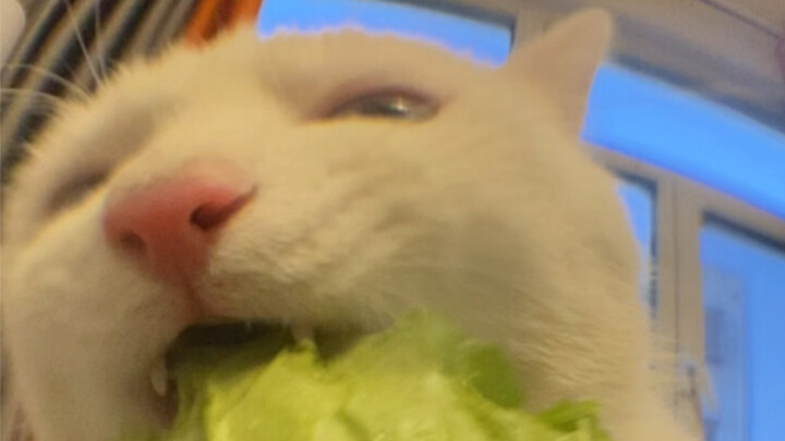 Mana ada kucing yang begitu suka makan sawi putih?