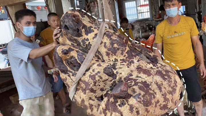 Cutting Red Sandalwood Nodules King