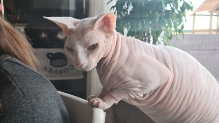 Puma Messi: The First Time I’ve Seen a Wild Beast Act Cute