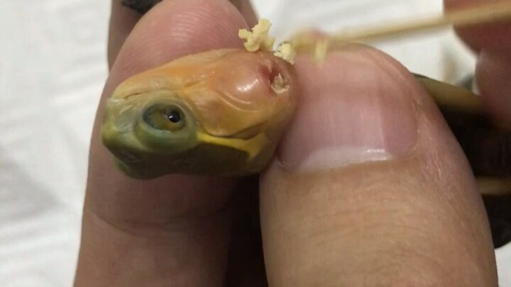 Little Yellow-edged Turtle: I have otitis media.