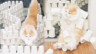 猫：我狡猾了你信吗？