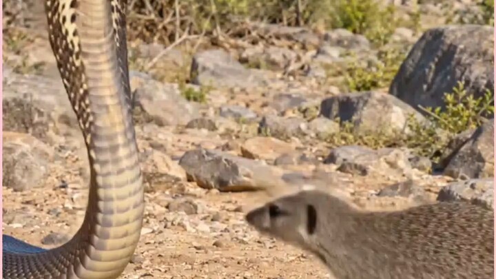 snake vs mongoose live fight / 震撼！蛇獴大战实拍，眼镜王蛇与獴的生死搏斗 (AI创作)