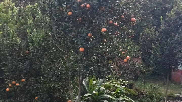 orange in nepal
