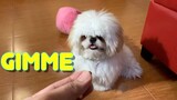 Smart Shih Tzu Puppy Learns How to Follow Commands ( So Cute! )