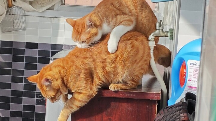 The two brothers’ relationship is getting more and more complicated: the older brother treats the yo