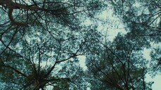 Cái Ác Không Tồn Tại Full Movie [Sub Việt]
