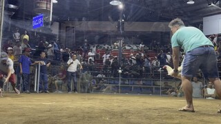 Loss 3hits pilar coliseum WWL 2/14/25