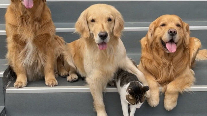 Cat gets dragged around for a photo!