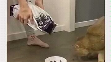 Mèo: Đây có phải là bữa ăn cuối cùng của tôi không?
