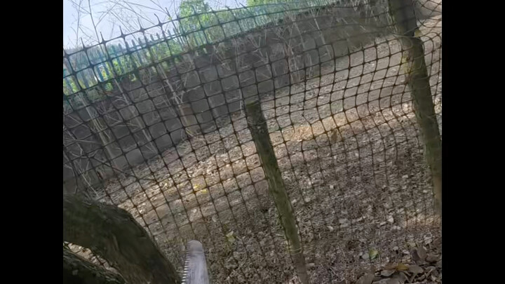 Crunch, crunch—ruining my hungry fruit tree!