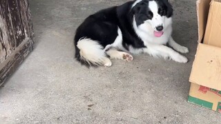 The Border Collie helps its owner guard chickens, but the Husky will get angry as soon as it gets cl