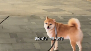 الكلب: لدي فكرة في قلبي هيهي