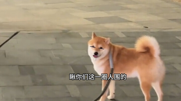 Dog: Got it figured out, hehe