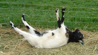 Best of Fainting Goats 🐐 Funny Goats Videos 2020