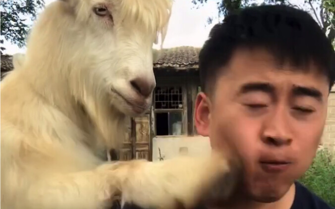 这羊会武术