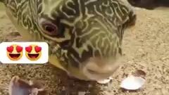fish eats