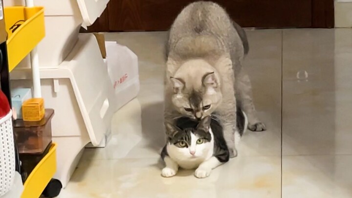 Open Cat Pictures the way clickbait accounts do—no smut, now!