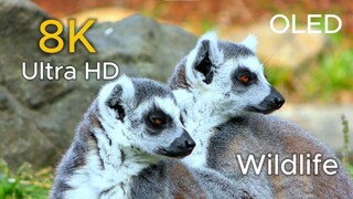 Wild Animal Fights  Territory Power Survival _ Full Documentary (1080P HD)