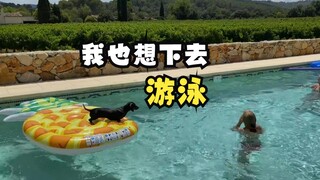那些不会游泳的动物们（下）