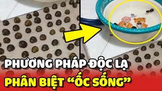 Bó tay với cách cô gái phân biệt Ốc còn SỐNG và Ốc đã CHẾT 😂 | Yêu Lu
