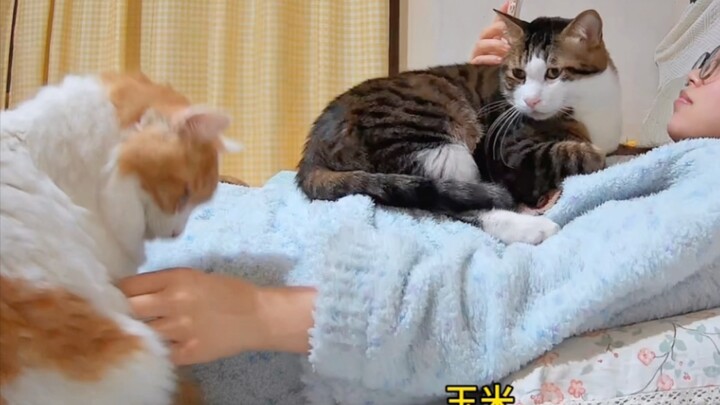 I know what happiness in a multi-cat household is like.