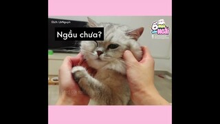 [Vietsub] Những đắng cay mà các nô tì của boss mèo phải trải qua | Ổ nhỏ của Hoài