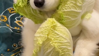 Một trăm cách để có được một con chó rửa bát