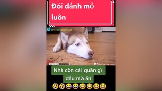 giảitrí chócute chómèohàihước  Lu đói dảnh mỏ luôn
