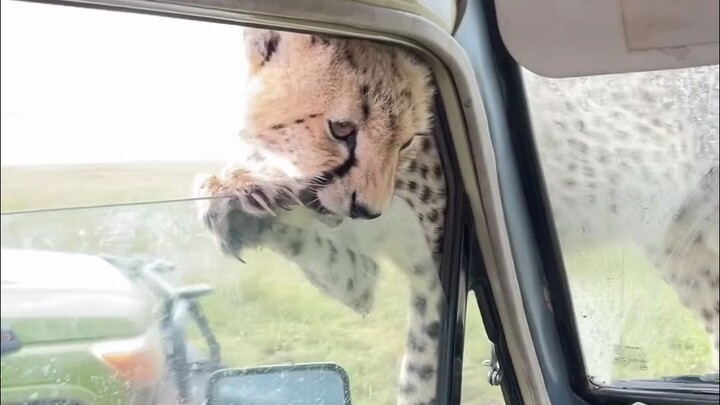 ไม่กลัวคนเลย! เสือชีตาห์น้อยขี้เล่นใช้ทั้งมือและปากปีนป่ายเปิดหน้าต่างรถ