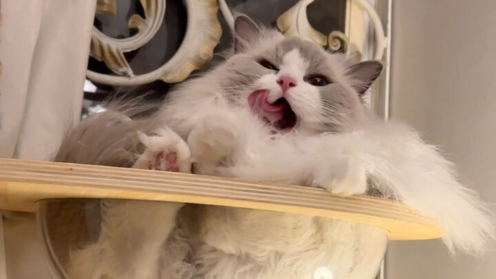 Fufu: Those two sisters spend all day obsessing over weird, creepy ways to cuddle cats.