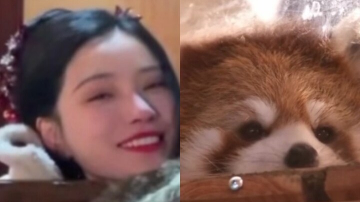 Some Evidence That the Princess’s Residence Is a Haven for Small Animals