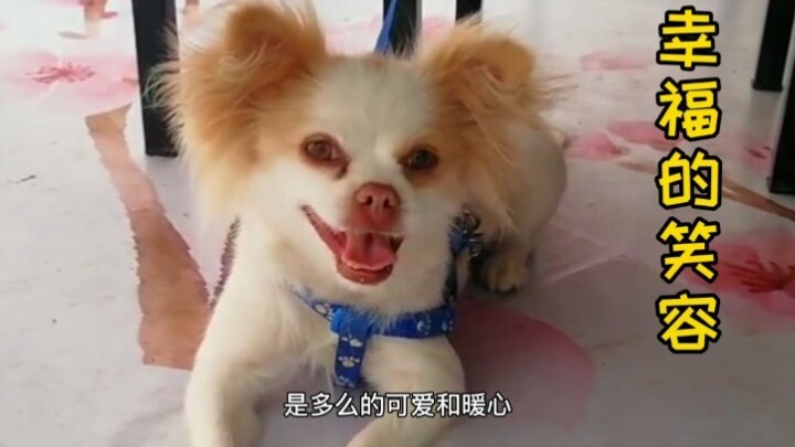 A stray dog who wandered for three years: a happy life one month after joining its new family