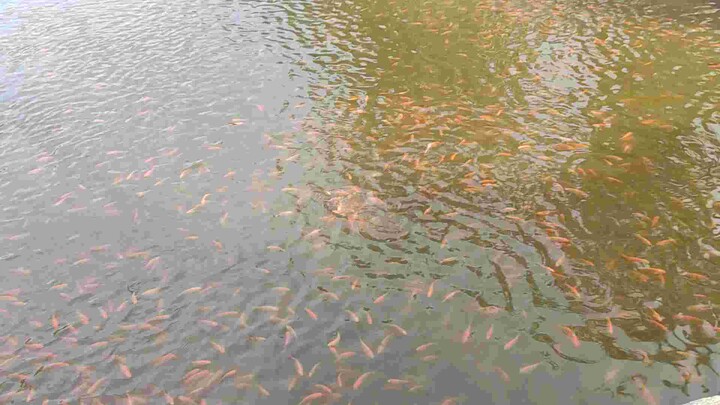 Fish pond
