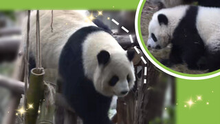 Panda Runjiu is pulled down the tree by her mother for five times