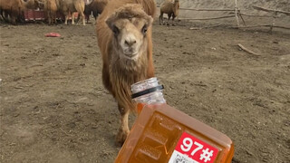 丑八怪越喝越聪明了