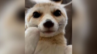 What's it like to keep a fennec fox as a pet?