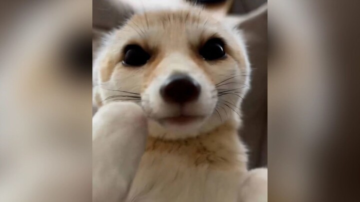 การเลี้ยงจิ้งจอกหูค้างคาวเป็นสัตว์เลี้ยงจะเป็นอย่างไรนะ?