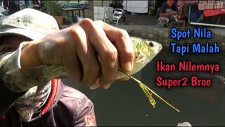 Mancing Di Spot Ikan Nila TERNYATA IKAN NILEMNYA SUPER2 BROO