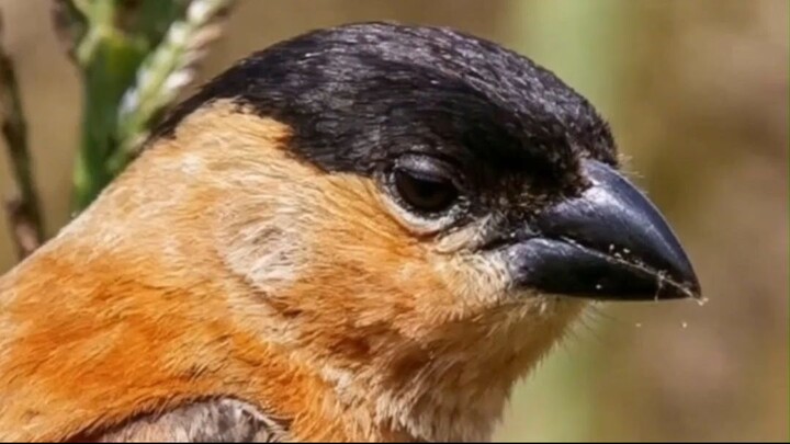 CABOCLINHO: VEJA EM QUAIS REGIÕES E PAÍSES ELE VIVE 🌎🐦 #Caboclinho #PassarosDoBrasil #Aves