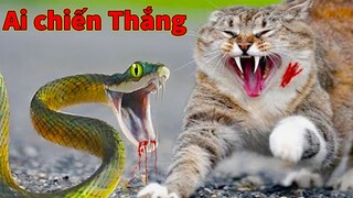 Thú Cưng TV | Mèo Kungfu #10 | mèo thông minh vui nhộn | Pets funny cute smart cat