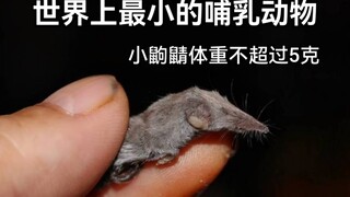 The smallest mammal in the world, the shrew weighs no more than 5 grams!