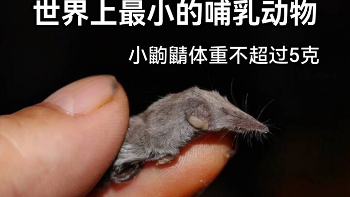 世界上最小的哺乳动物，小鼩鼱体重不超过5克！