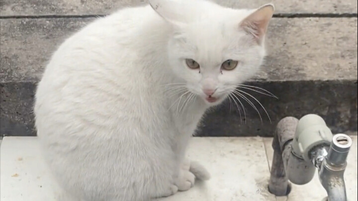I ran into a super cute stray cat, a white one. It must have been thirsty, but with the cold weather