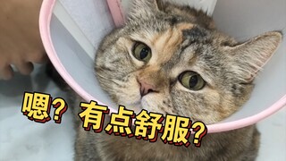 【Pemeriksaan Kesehatan Kucing】Sambil diambil darah, sekalian tidur sebentar nih, teman-teman! Apa ya