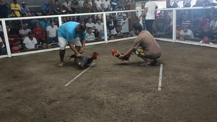 Draw straight comb lapaz (batang-batang cockpit arena)