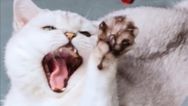 What exactly is the relationship between catnip and cats?