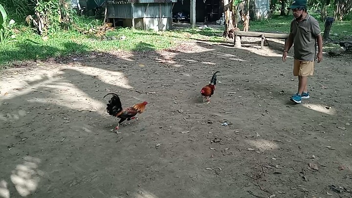 JROOSTER GAMEFARM MELSIM SUPER BROWN VS DINK FAIR YELLOW LEGGED HATCH