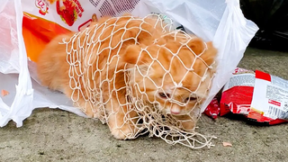ลูกแมวซุกซนติดถังขยะ ช่วยฉันด้วย! พ่อ